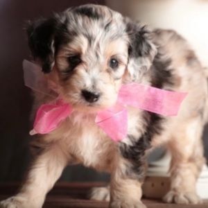 Dooney & Bourke Florentine Whipstitch Flap Satchel